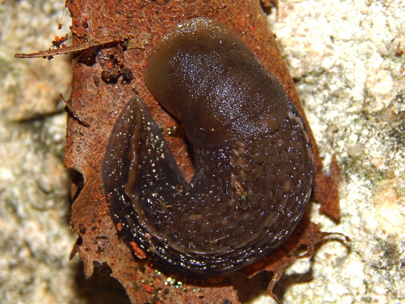 Limax alpinus juv. (?) da Pettinengo (BI)